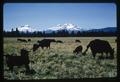 Three Sisters mountains and black angus cattle at Lazy Z Ranch, Oregon, 1965