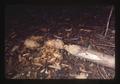 Fallen Douglas fir chewed by beavers in Starker Forest, Corvallis, Oregon, May 1978