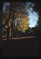 Autumn leaves on NW 32nd by Schultz home, Corvallis, Oregon, November 1975