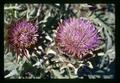 Closeup of artichoke flowers, Oregon State University, Corvallis, Oregon, July 1971