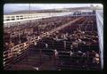 Cattle in pens at Madras Livestock Auction, Madras, Oregon, February 1972