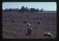 Onions sacked in field near Jefferson exit north of Albany, Oregon, 1974