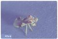 Phymata metcalfi (Ambush bug)