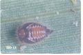 Stethorus punctillum (Lady beetle)