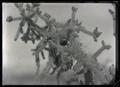 Cactus wren