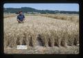 Warren Kronstad in Hyslop wheat, Oregon State University, Corvallis, Oregon, August 1975