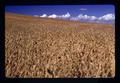 Wheat field, Oregon, July 1974