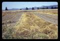 Swathed beet seed field near Corvallis, Oregon, 1966