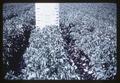 Potato fertilizer response test plot using NPK, central Oregon, circa 1965