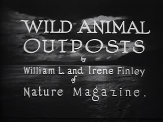 Wild Animal Outposts