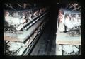 Battery of laying hens, Willamette Egg Farms, Canby, Oregon, circa 1973