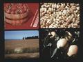 Composite of strawberries, grain, a field, and apples, circa 1977