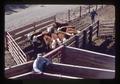 Harney County Branch Extension demonstration of beef cattle, Oregon, November 1970