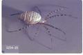 Argiope trifasciata (Banded garden spider)