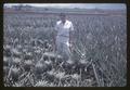 Oregon State College graduate standing in field of pineapples treated with growth regulator, Hawaii, 1959