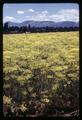 Dill field growing near Junction City, Oregon, July 1969
