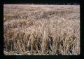 Cereal variety trial plot, Klamath Experiment Station, Klamath Falls, Oregon, circa 1972