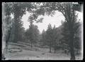 Trees and hillside