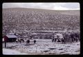 Cattle and snow in feedlot at Hall Ranch, Morrow County, Oregon, circa 1971