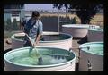 Researcher tending tanks east of Hematoma Lab, Oregon State University, Corvallis, Oregon, circa 1970