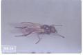 Bibio albipennis (March fly)