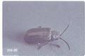 Pyrrhalta decora carbo (Pacific willow leaf beetle)