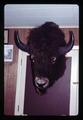 Mounted bison head, circa 1965