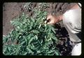 Colorado potato beetle on potato, Redmond, Oregon, circa 1965