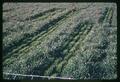 Closeup of clipped fall wheat plots, Eastern Oregon Experiment Station, Union, Oregon, circa 1965