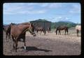 Horses in front of research barn, Oregon State University, Corvallis, Oregon, 1975