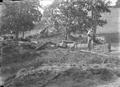 Man next to a felled and cut-up tree