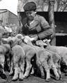 An unidentified individual with "orphan lambs," circa 1920