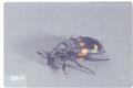 Nicrophorus defodiens gaigei (Carrion beetle)