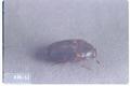 Trogoderma variabile (Warehouse beetle)