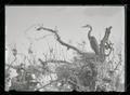 Great blue heron chick in nest