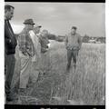 Warren Kronstad (right) with farmers in a wheat variety plot, Clackamas County