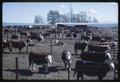 Beef cattle feeding trials at Umatilla Experiment Station, 1965