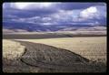 Wheat field near Milton-Freewater, Oregon, 1966