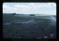 Sprinkler-irrigated peppermint, Polk County, Oregon, June 1976