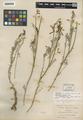 Astragalus coltonii Jones var. moabensis Jones