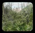 Typical Australian Fern Trees, Apollo Bay, Victoria