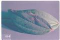 Cacoecimorpha pronubana (Carnation tortrix)
