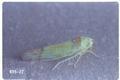Ribautiana ulmi (European elm leafhopper)