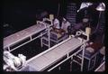 Overhead view of workers handling onions in vegetable processing plant, circa 1965