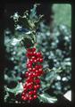 Single branch with holly berries, 1981
