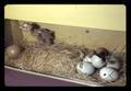 Newly hatched chick, Oregon Museum of Science and Industry, Portland, Oregon, circa 1972