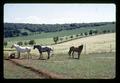 Three horses, Sheridan, Oregon, June 19, 1972