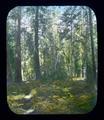 South Fork of McKenzie River Trail, considerable areas similar to this are found in this river