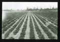 Potatoes - Willamette Valley