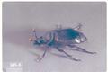 Nicrophorus nigritus (Carrion beetle)
